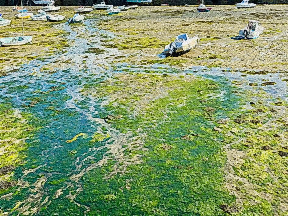 Ein Bild, das drauen, Gras, Pflanze, Wasser enthlt.

Automatisch generierte Beschreibung