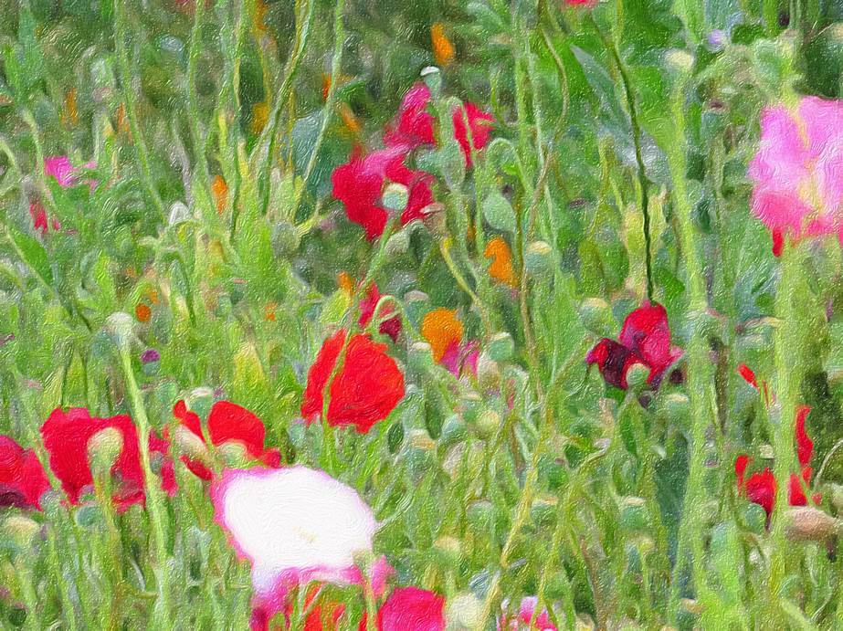 Ein Bild, das Blume, Pflanze, Gras, Mohn enthlt.

Automatisch generierte Beschreibung