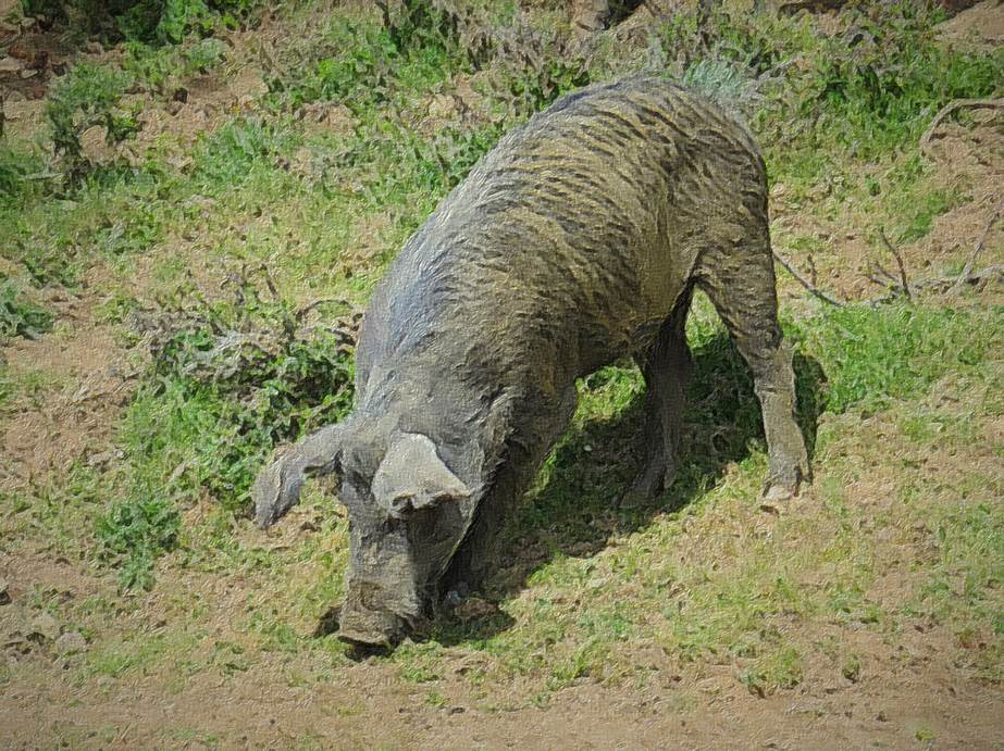 Ein Bild, das Gras, drauen, Schwein enthlt.

Automatisch generierte Beschreibung