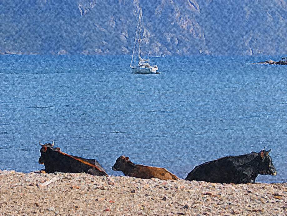 Ein Bild, das Wasser, Berg, drauen, Sugetier enthlt.

Automatisch generierte Beschreibung