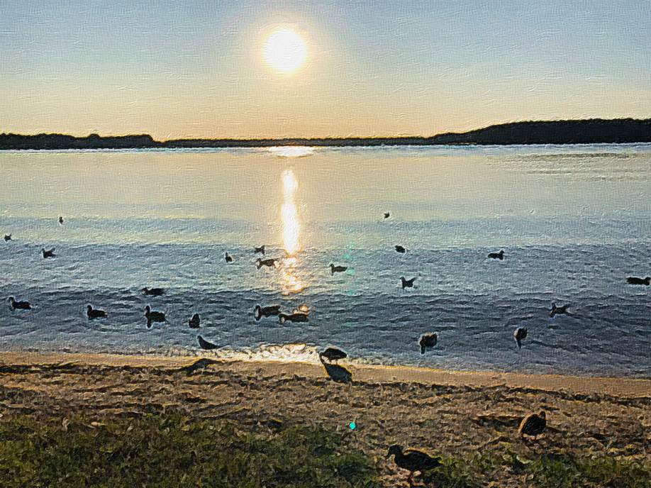 Ein Bild, das Wasser, drauen, Natur, Herde enthlt.

Automatisch generierte Beschreibung