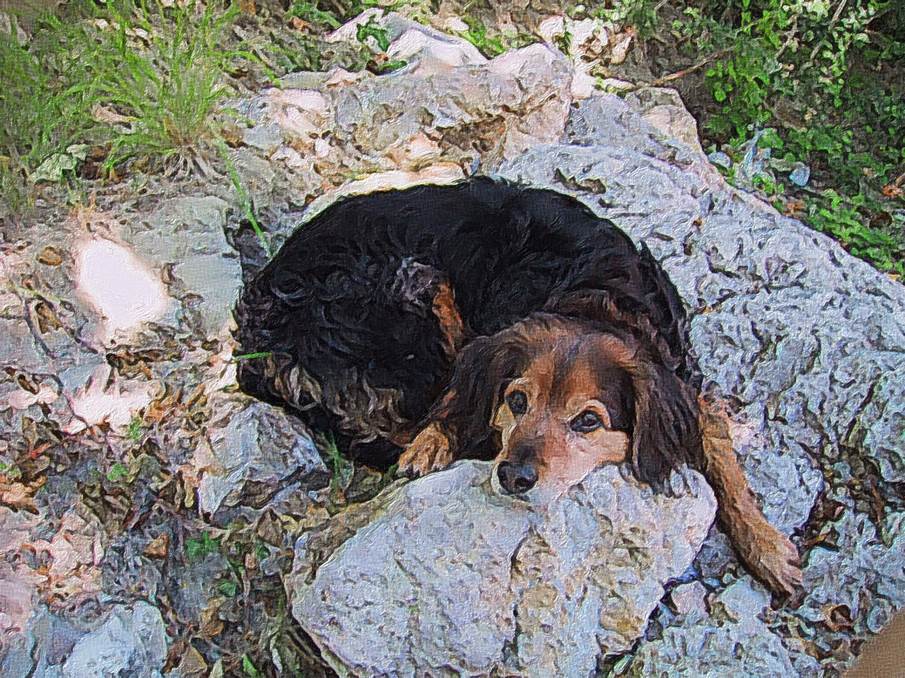 Ein Bild, das Hund, Gras, drauen, braun enthlt.

Automatisch generierte Beschreibung