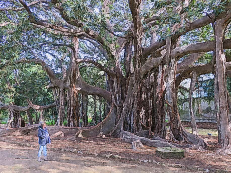 Ein Bild, das Baum, drauen, Pflanze, Boden enthlt.

Automatisch generierte Beschreibung