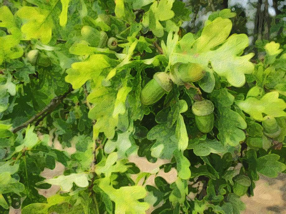 Ein Bild, das drauen, grn, Baum, Pflanze enthlt.

Automatisch generierte Beschreibung